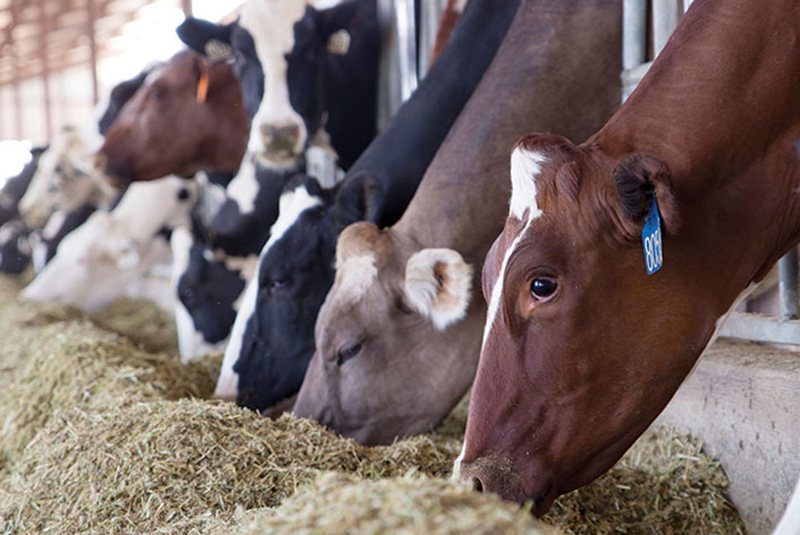 7 ways to prevent acidosis, bloating in dairy cows
