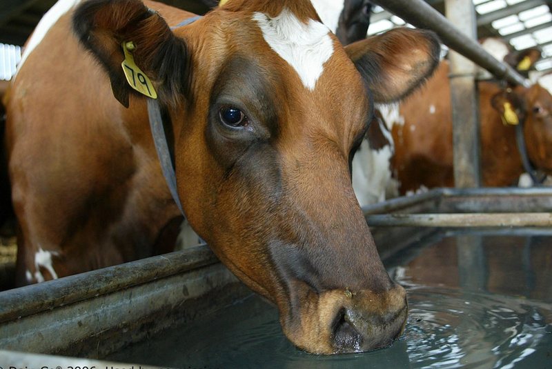 Act early to reduce dairy cow heat stress