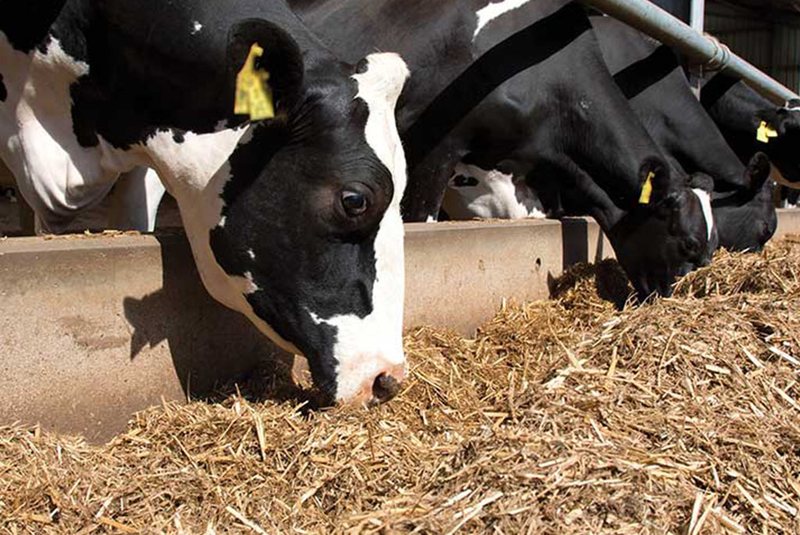 Can palm-oil be replaced in feed to help cut dairy emissions?