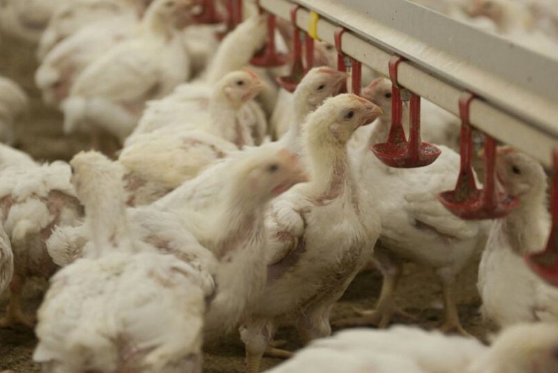 Spotlight on ammonia reduction strategies for poultry producers