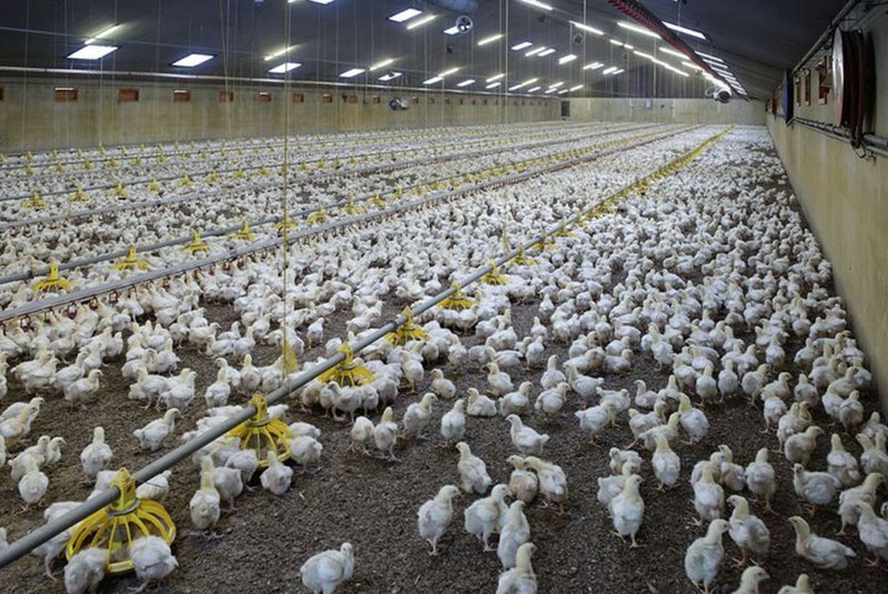 Effects of stocking density on broiler production parameters