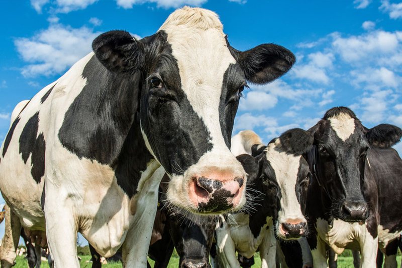 Factors that alter the growth and development of ruminants