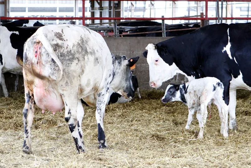 How to boost immunity and prevent mastitis in transition cows