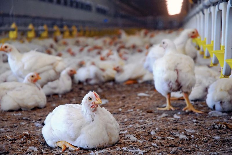 Keeping Clostridial enteritis away from poultry flocks