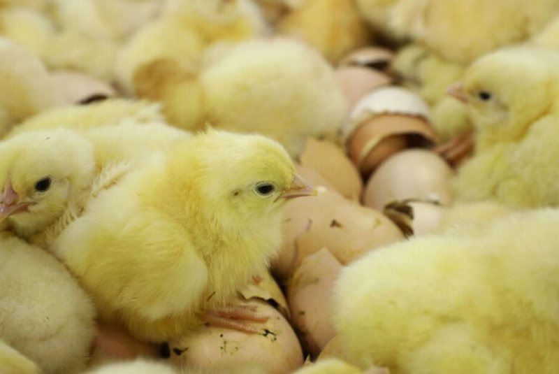 Stressful hatchery experiences negatively impact birds