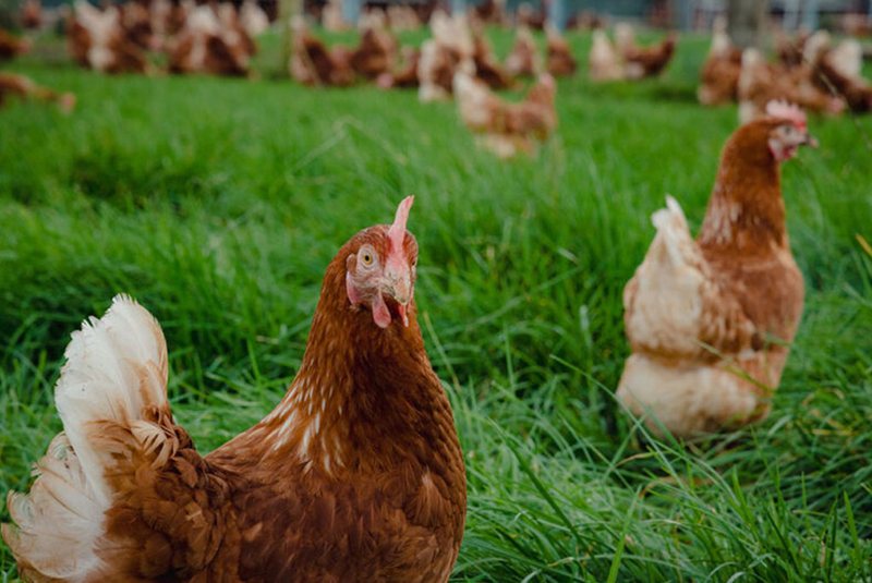 Welfare implications of cage-free egg production
