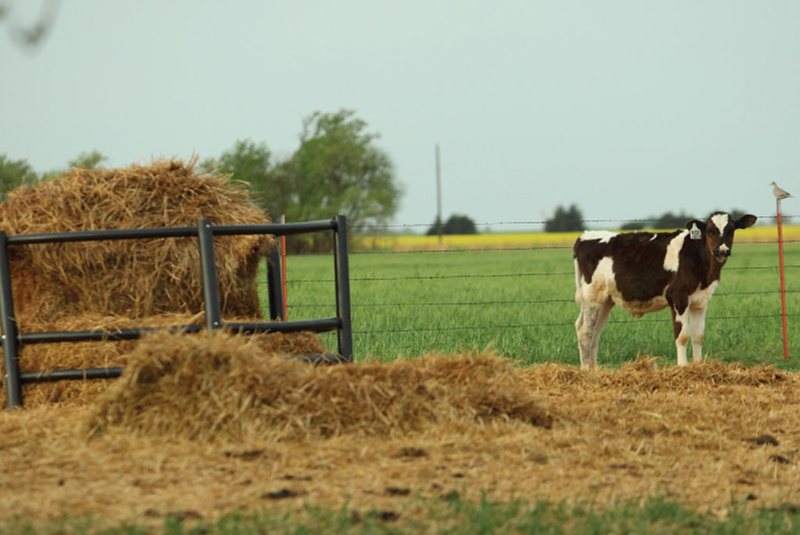 WHAT DOES A DAIRY COW EAT?