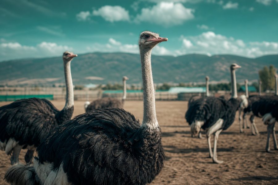Ostrich