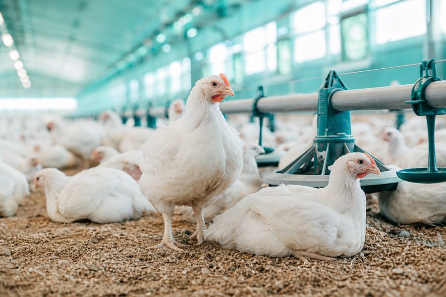 Poultry