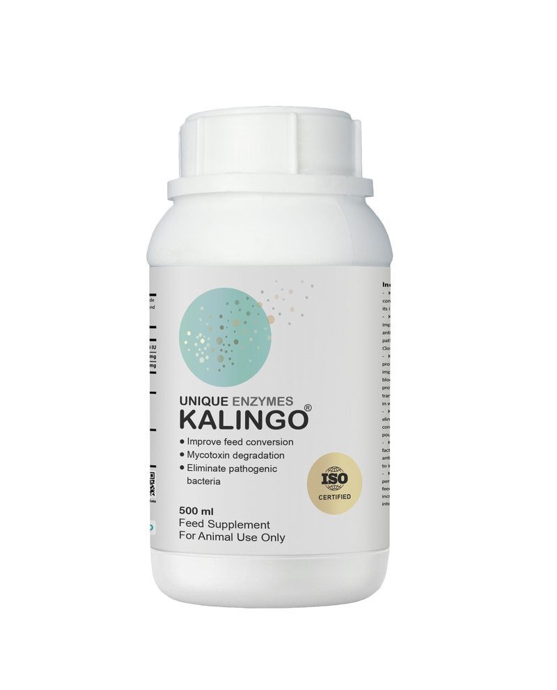 Kalingo